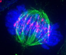 cell during metaphase