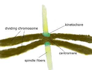 centromere