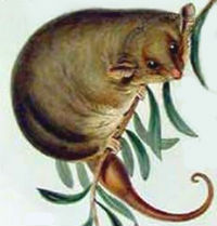 Western Pygmy Possum