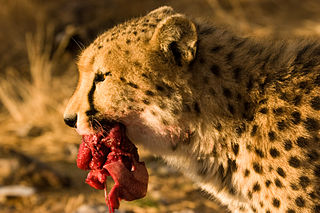 Cheetah eating