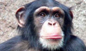 Chimpanzee face