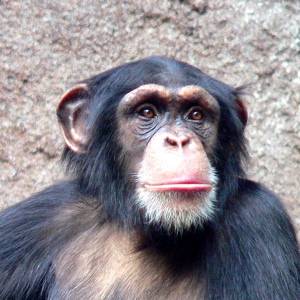 chimpanzee face