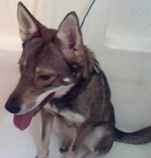 Coydog