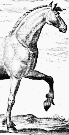 horse-deer hybrid