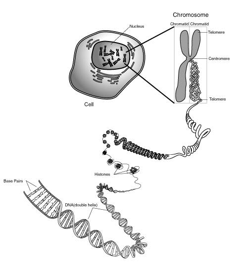 Diagram of Chromosome Structure