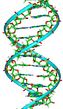 Picture of the DNA double helix