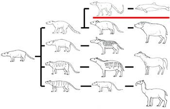 Evolution of whales