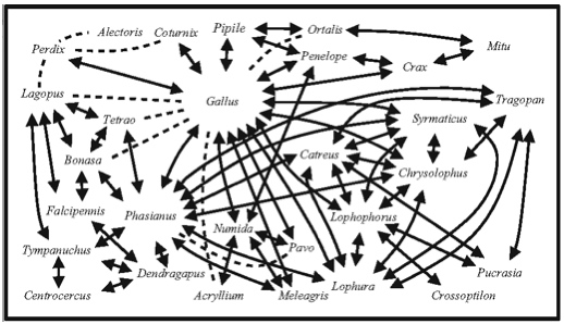 hybridization in pheasants