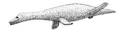 plesiosaurus