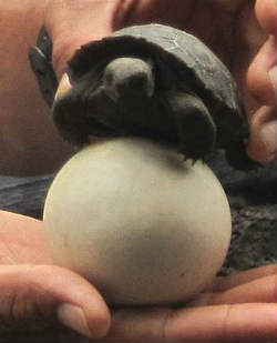 Galapagos Tortoise Hatchling