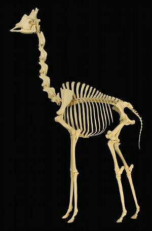 giraffe skeleton