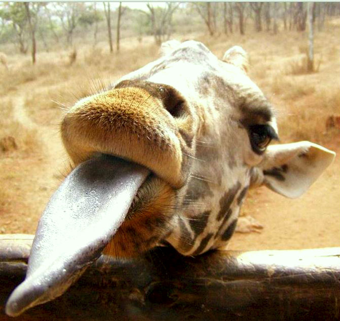 giraffe tongue