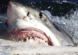 great white shark