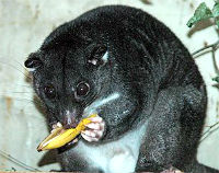 Ground Cuscus