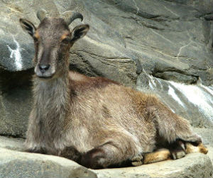 himalayan tahr