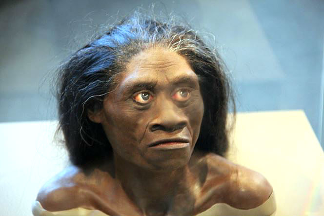 picture of Homo floresiensis