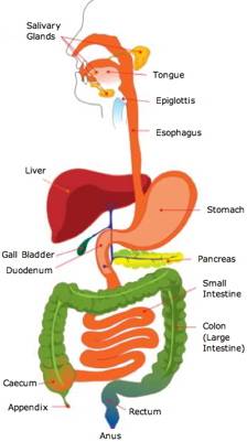 human digestive system