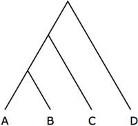 human evolution tree