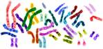 human karyotype colored