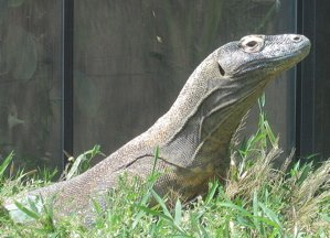 Komodo Dragon