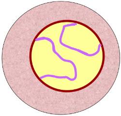 late zygotene