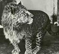 leopon