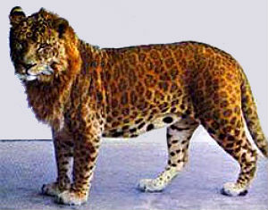 leopard lion hybrid
