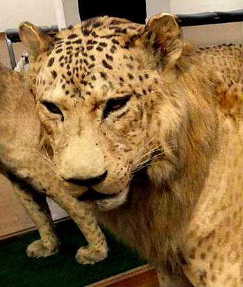 hybrid lion leopard