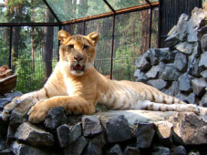 Liger Lion X Tigress Mammalian Hybrids