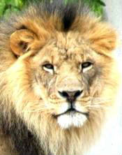 Where do lions live? - About Lions - Online Biology Dictionary
