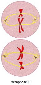 Metaphase II