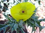 Mexican pricklypoppy Argemone mexicana