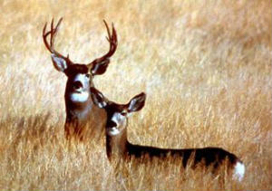 Mule Deer