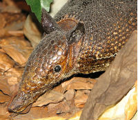 Nine-banded Armadillo