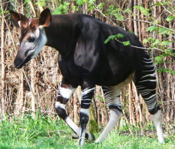 giraffe-zebra hybrid