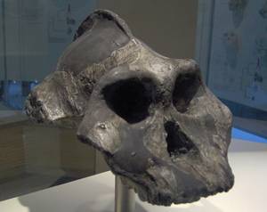 Paranthropus aethiopicus