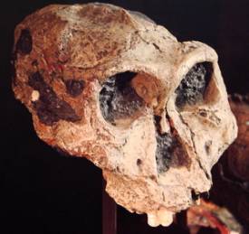 Paranthropus robustus skull