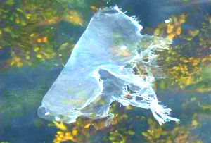 Decomposing plastic bag