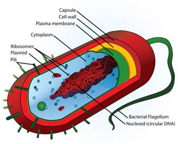 Prokaryotic Cell Structure