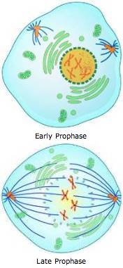 Prophase