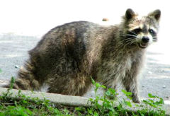 raccoon