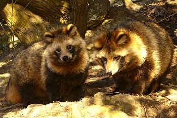 raccoon dogs