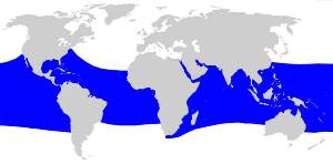 range of whale shark