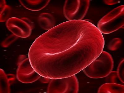 Picture of red blood cells.