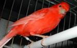 Red Factor Canary