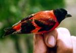 Red Siskin Carduelis cucullata