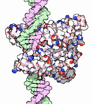 restriction endonuclease EcoRI