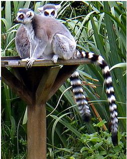 ring-tailed lemurs