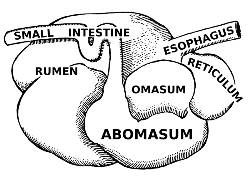 Ruminant Stomach