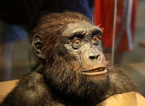 Sahelanthropus tchadensis